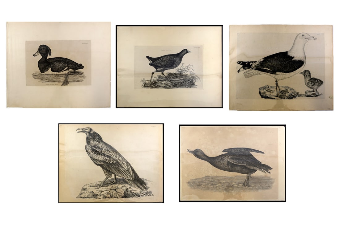 Prideaux John SELBY & Others: Five Etchings (1 of 6)