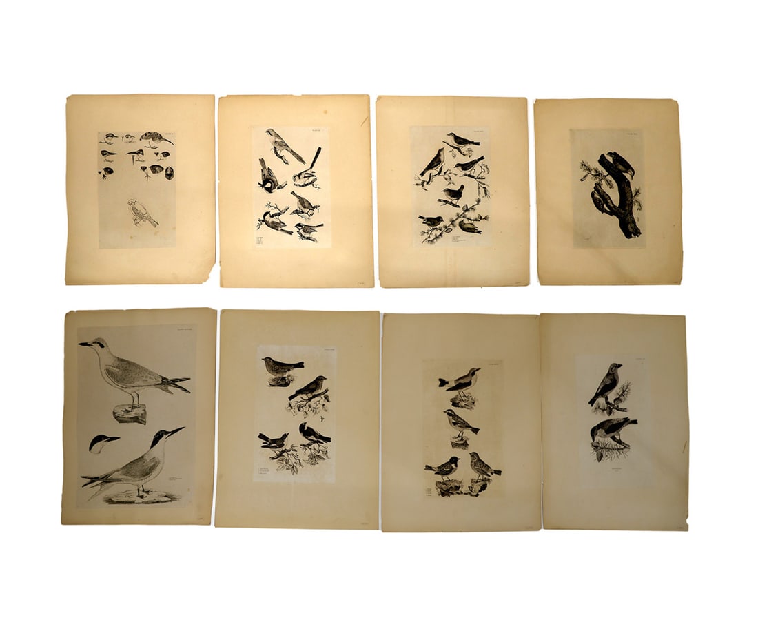 Prideaux John SELBY & Others: Eight Etchings (1 of 7)