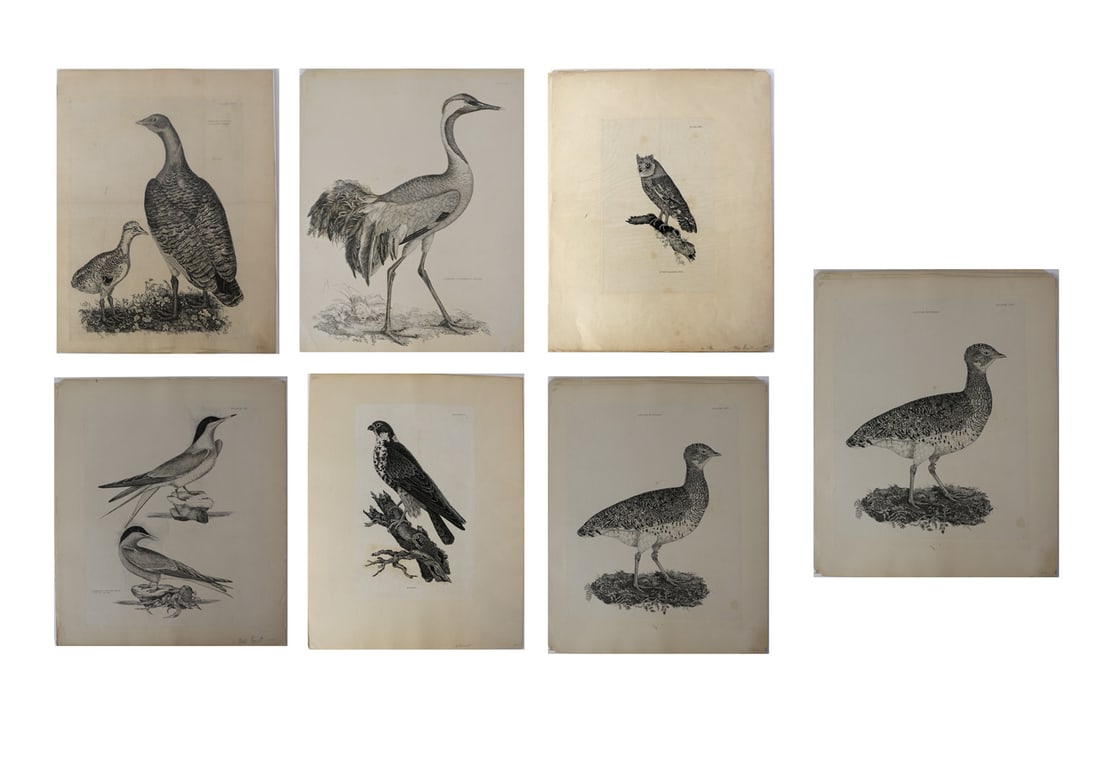 Prideaux John SELBY, MITFORD, Etc.: Seven Etchings (1 of 8)