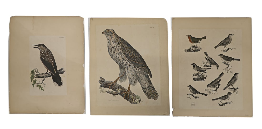 Prideaux John SELBY: Three Etchings (1 of 3)