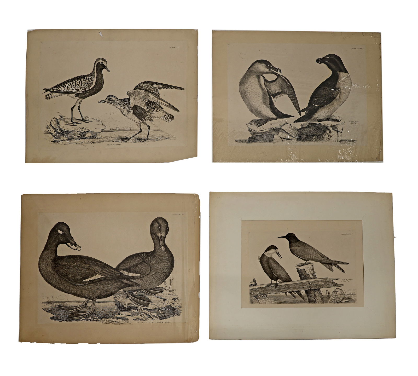 Prideaux John SELBY: Four Etchings (1 of 5)