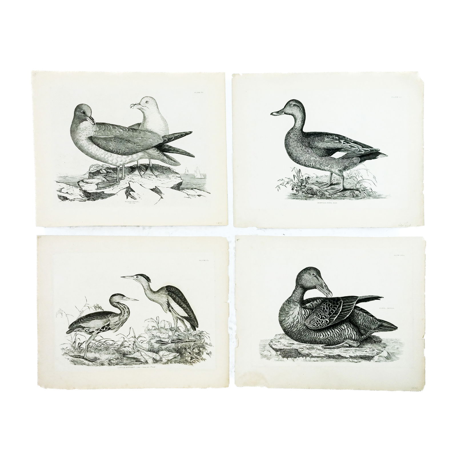 After P.J. SELBY: Four Ornithological Prints (1 of 9)