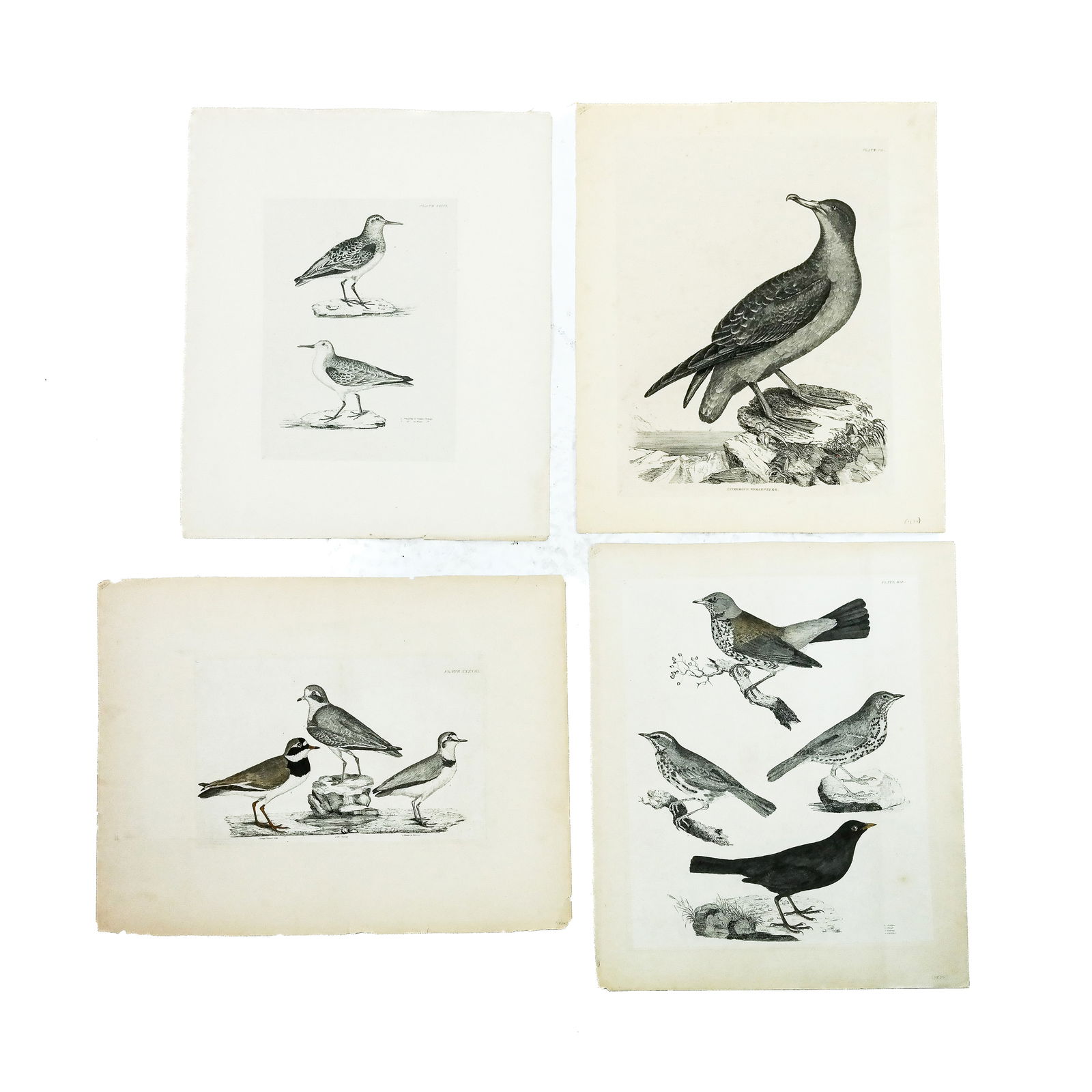 After P.J. SELBY: Four Ornithological Prints (1 of 11)