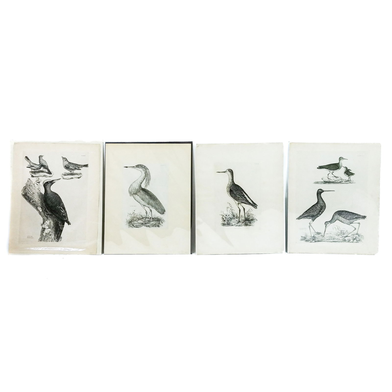 After P.J. SELBY: Four Ornithological Prints (1 of 16)
