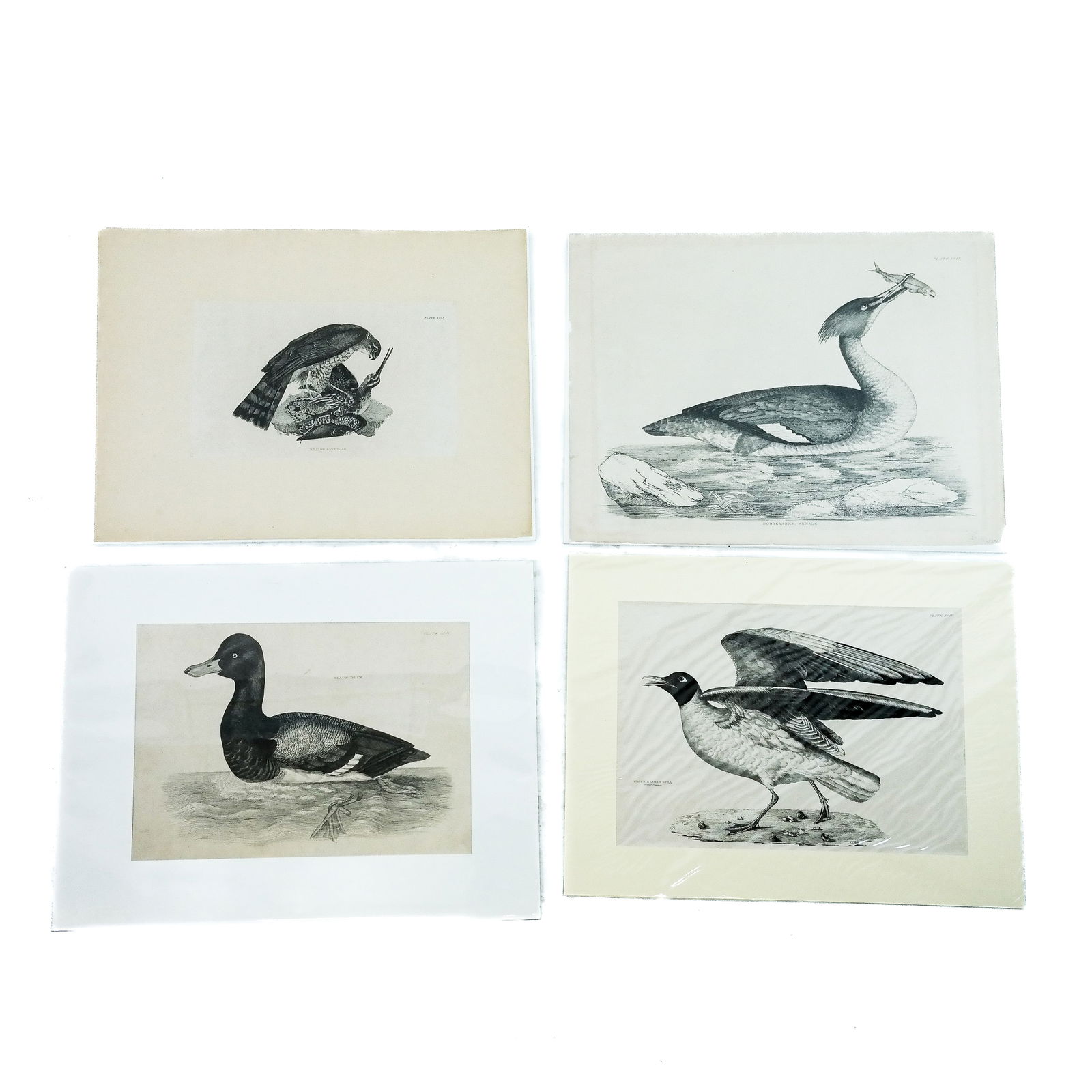 After P.J. SELBY: Four Ornithological Prints (1 of 12)