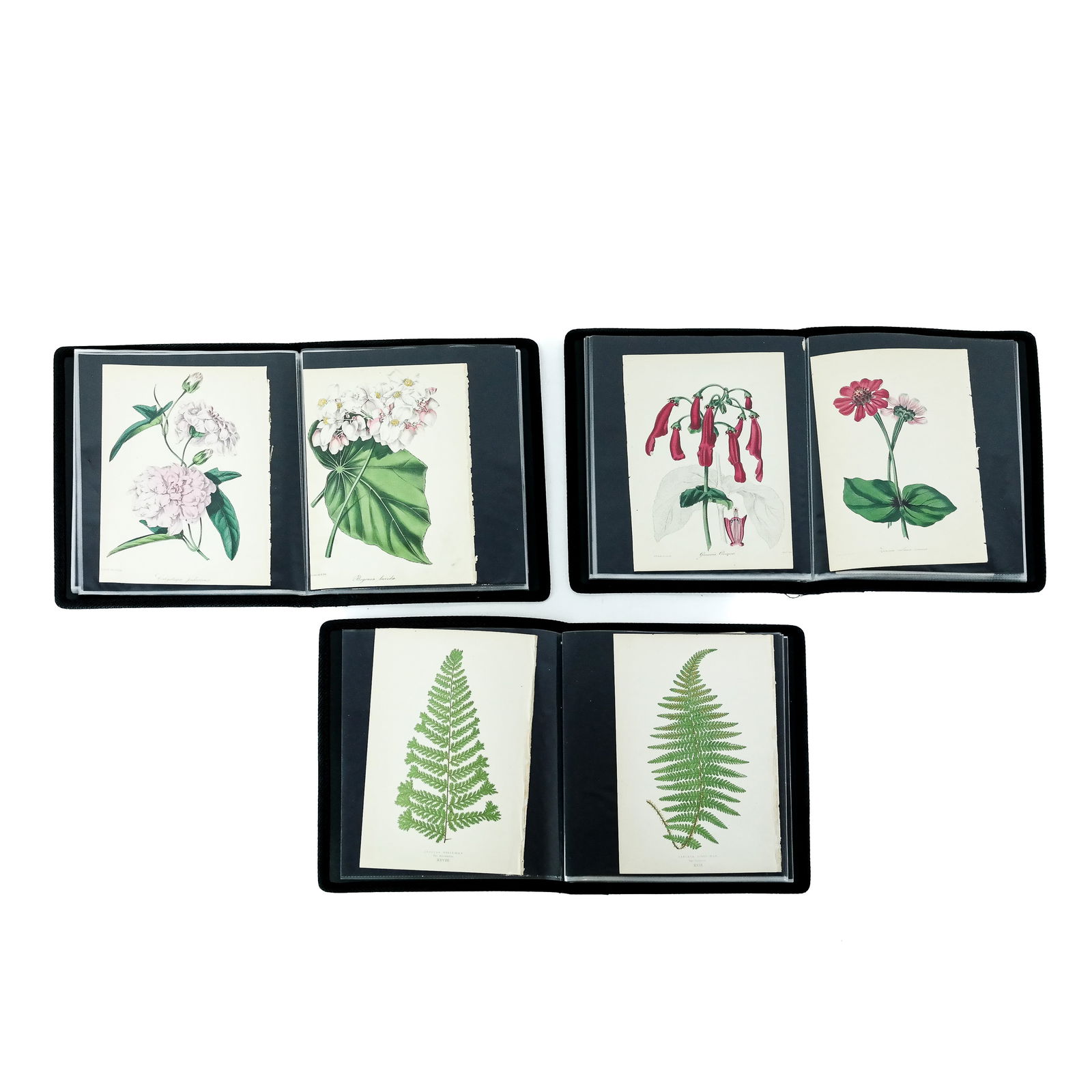 Three Portfolios of Vintage Botanical Prints (1 of 14)