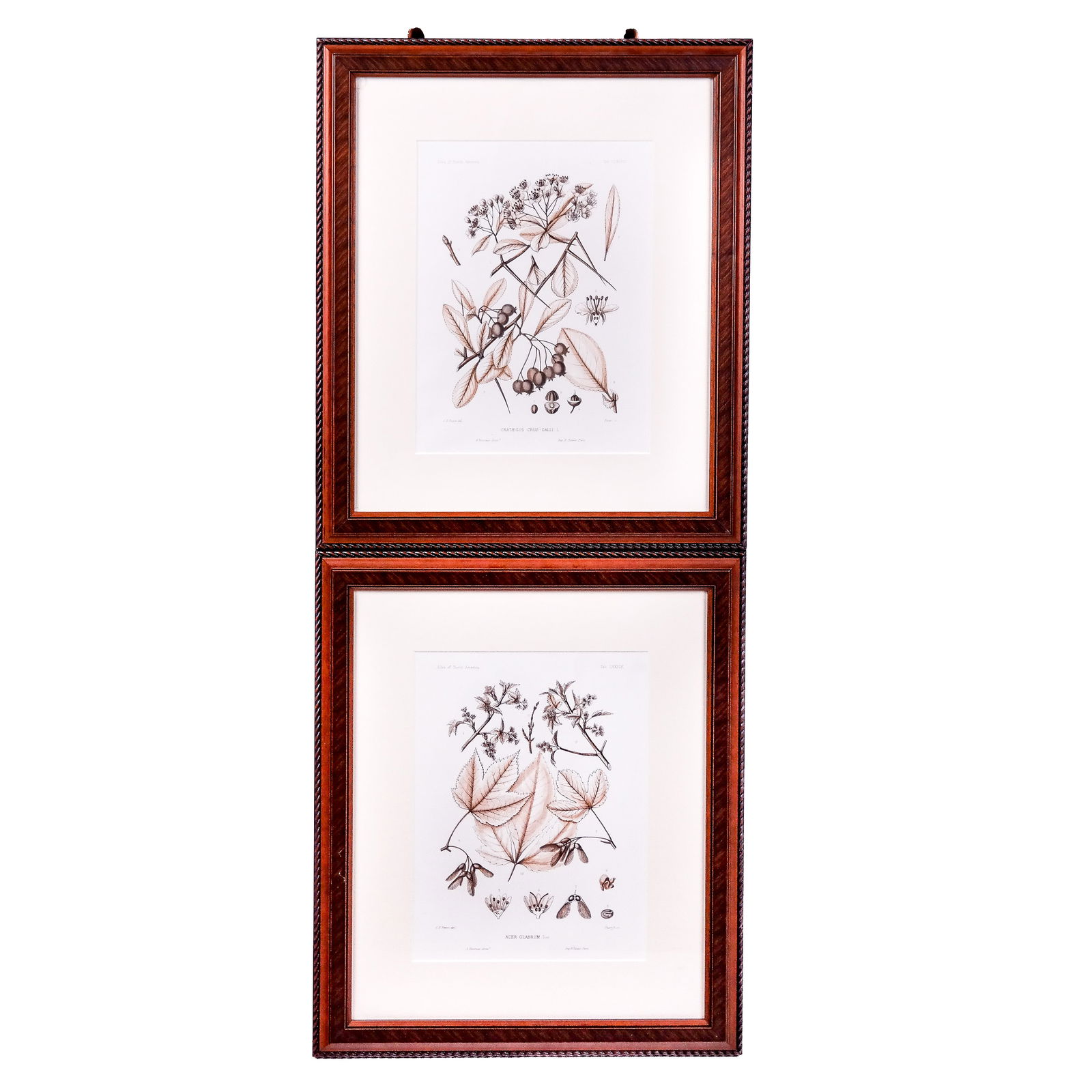 Reproduction Botanical Prints (2) (1 of 10)