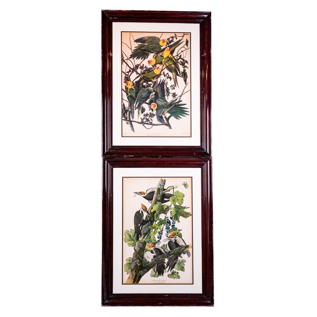 J.J. AUDUBON by Havell: Set of 2 Prints (1 of 14)