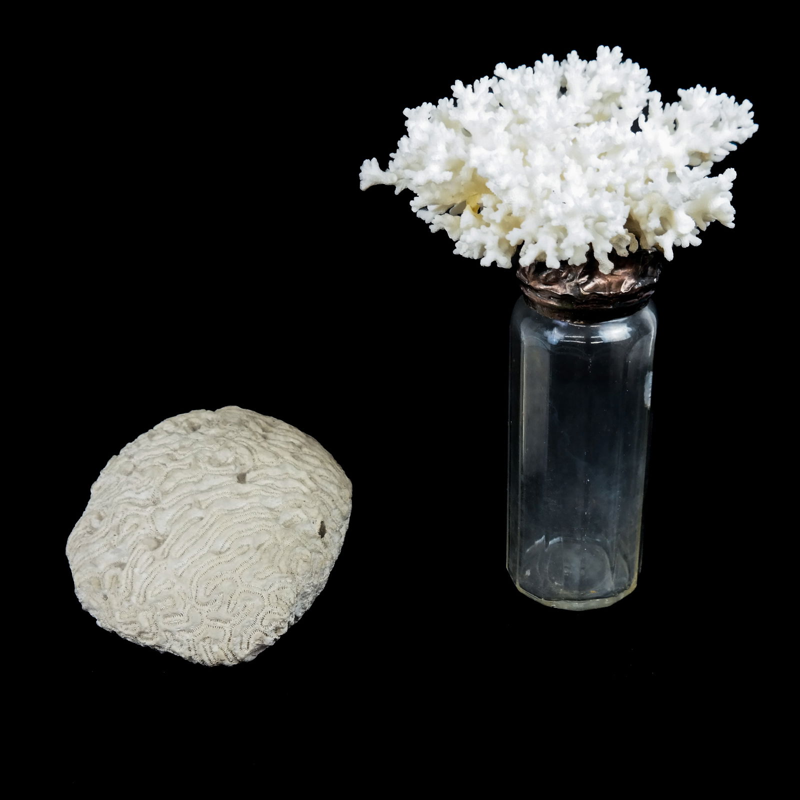 Two White Coral Articles (1 of 9)