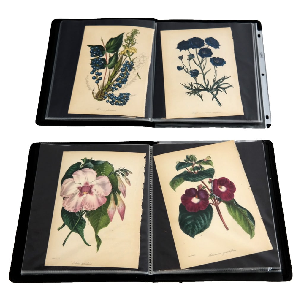 Two Portfolios of Vintage Botanical Prints (1 of 8)