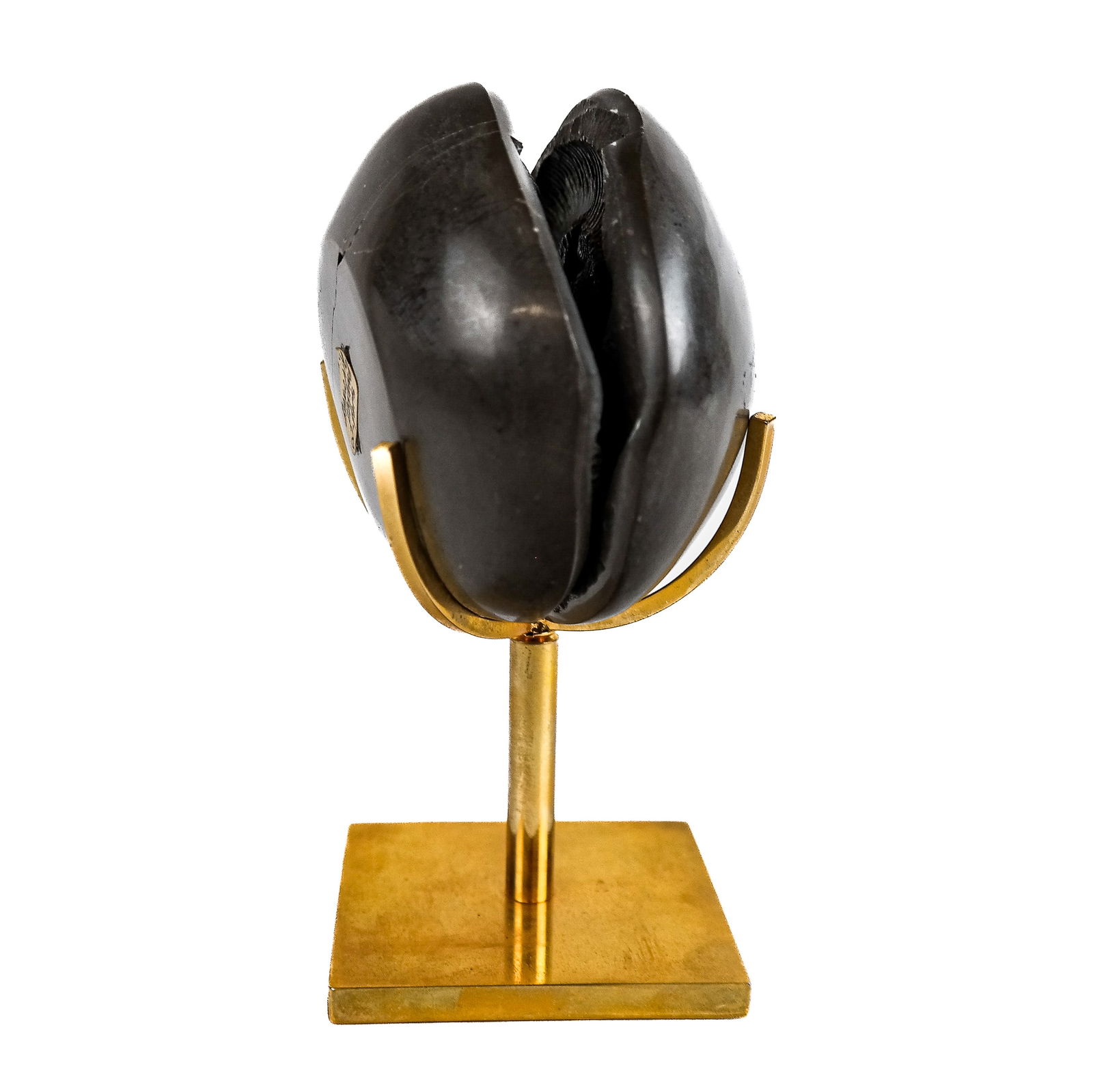 Natural History: Ammonite Fossil on Stand (1 of 7)