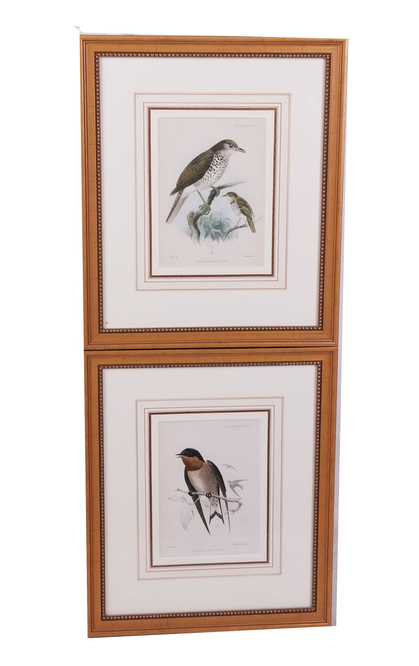 Pair of Hand-Colored Bird Prints (1 of 8)