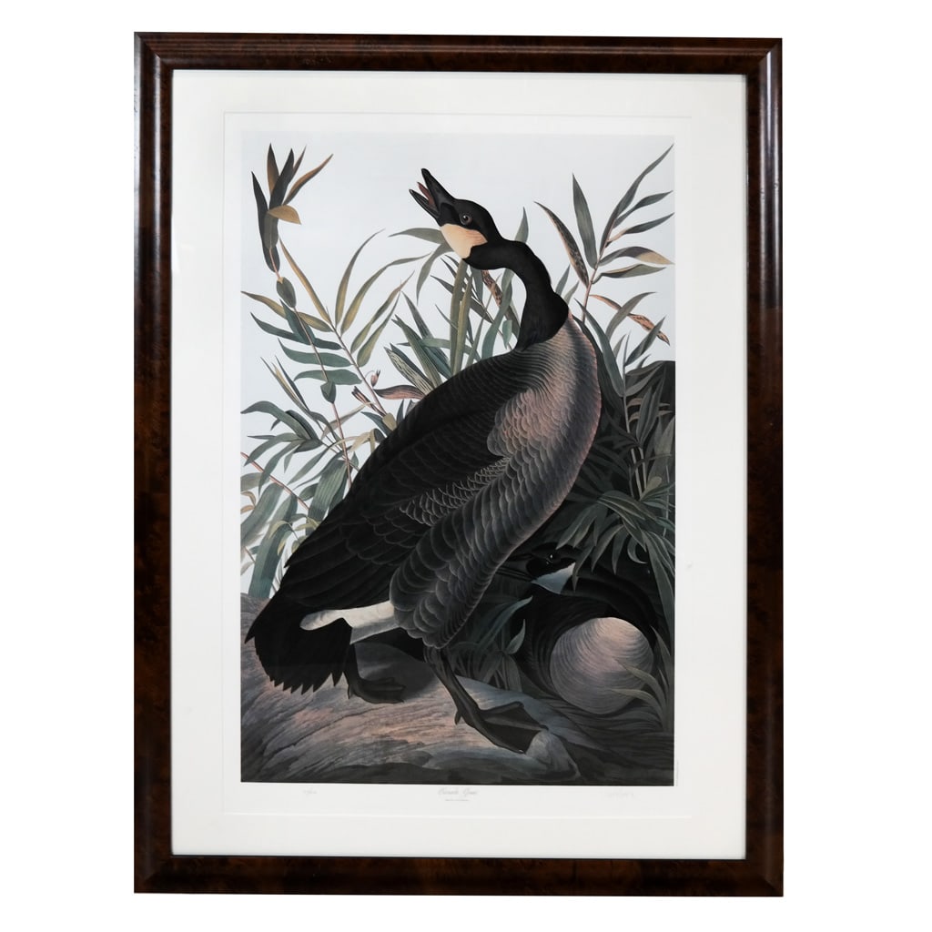 J.J. AUDUBON: Canada Goose - Lithograph (1 of 10)