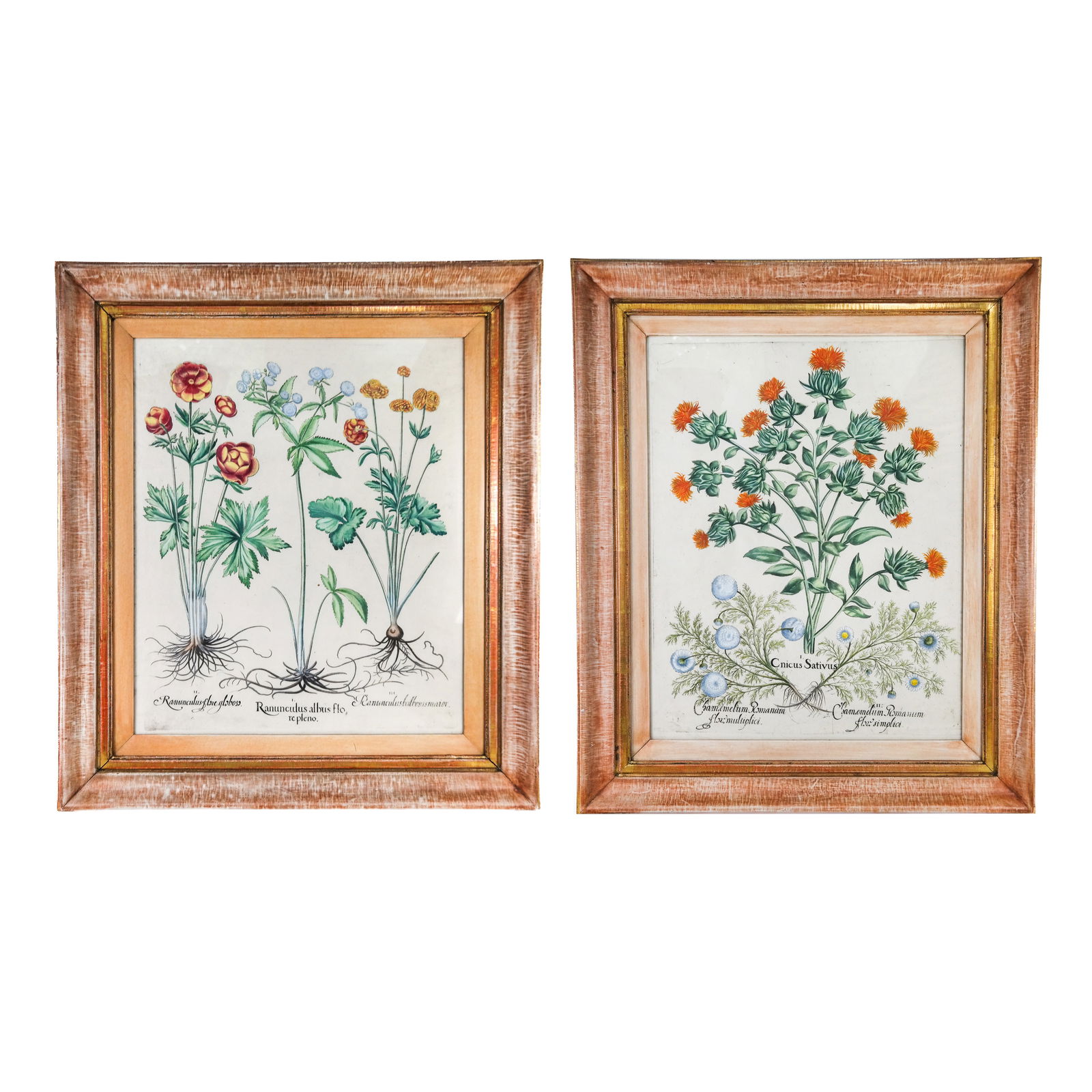 Basilius BESLER: Two Botanical Engravings (1 of 12)