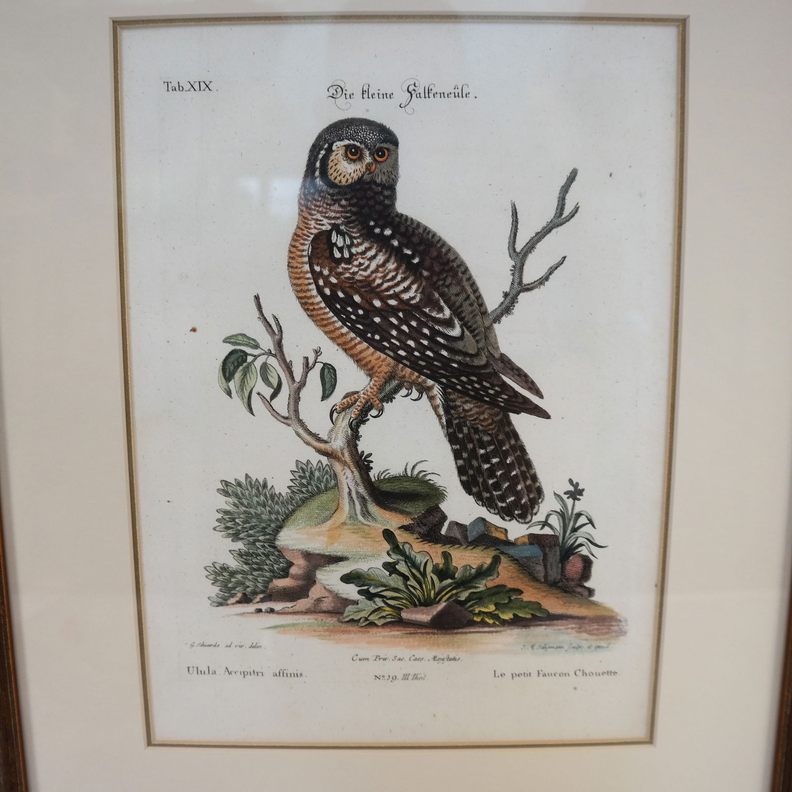 Johan M. SELIGMANN: Birds - Engravings (3) (1 of 13)