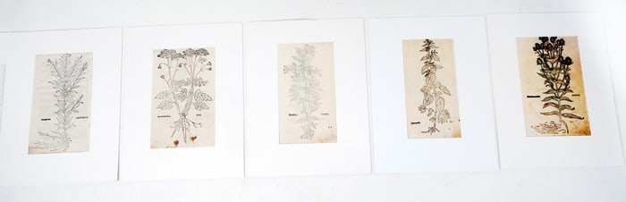 Four Leaves from "Krauterbuch", c. 1543