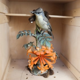 Royal Worcester Doughty Bird - Sayornis Phoebe