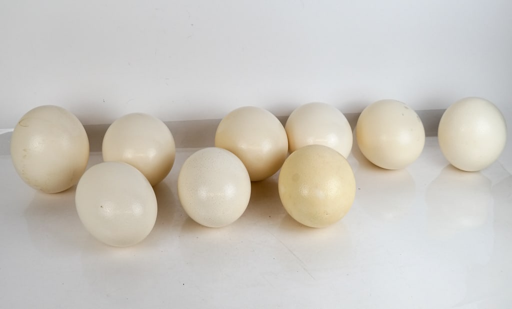 Ostrich Eggs (9) (1 of 7)