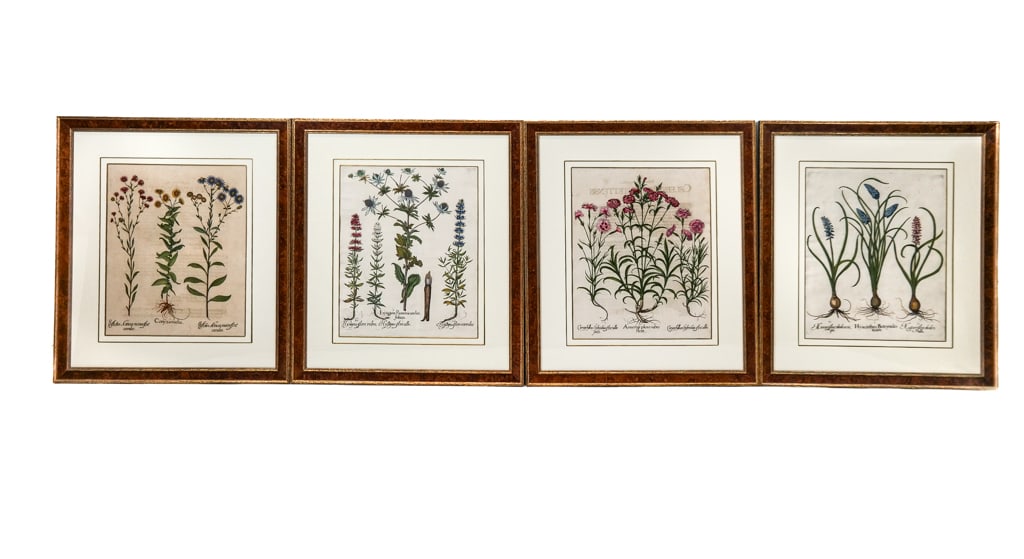 After Basilius Besler, 4 Botanical Engravings (1 of 13)