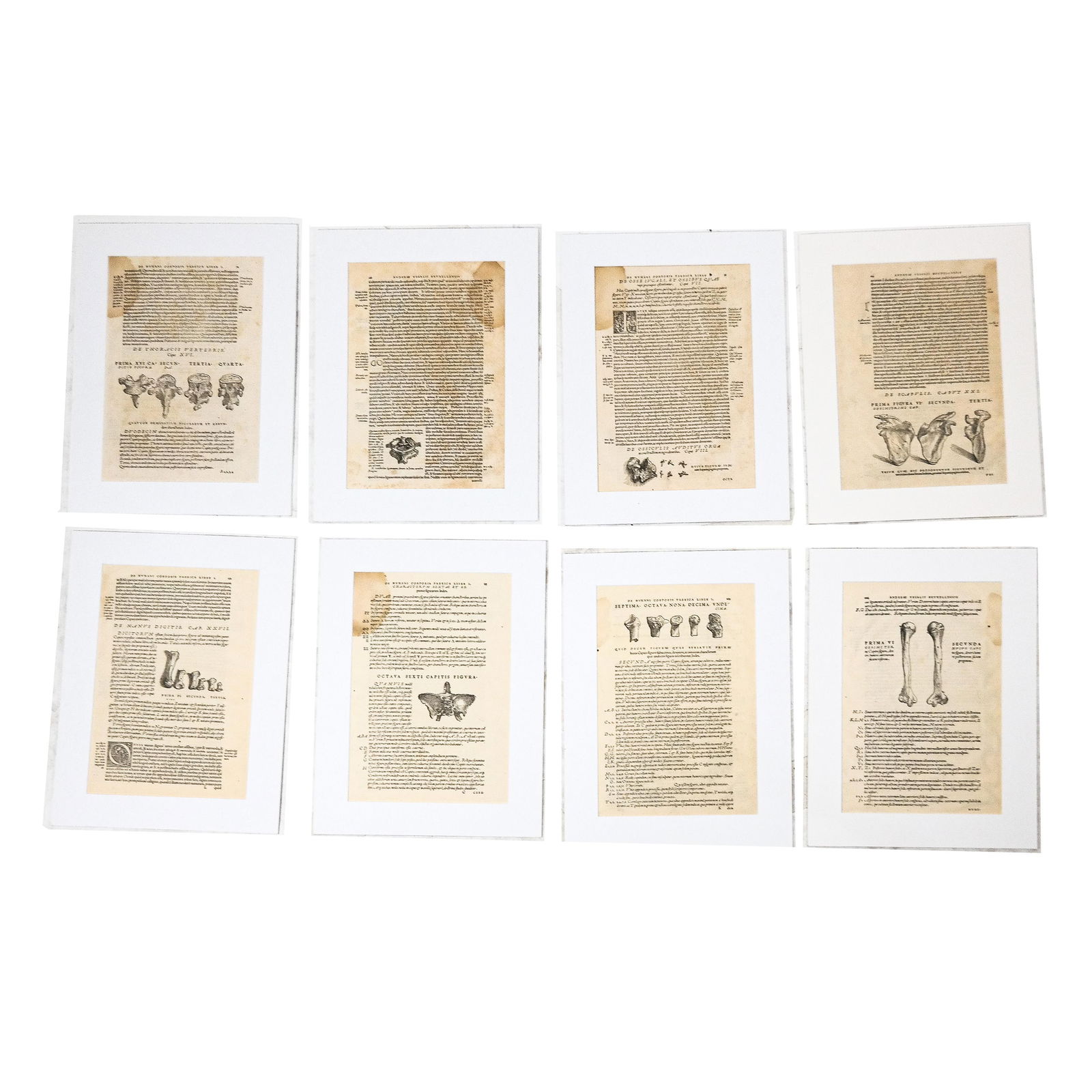 8 Leaves from Andreas Vesalius' "De Humani Corpori (1 of 9)