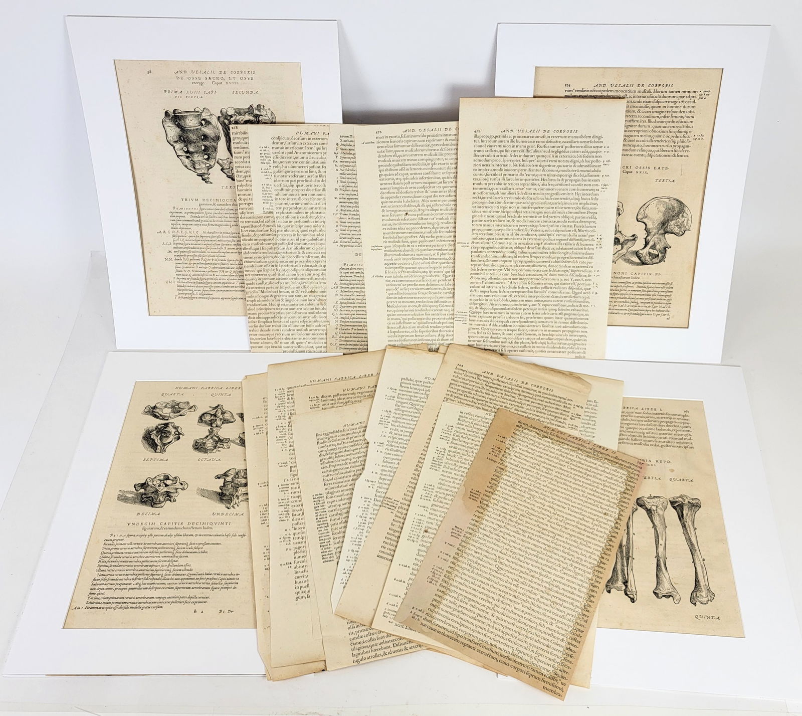 18 Leaves from Andreas Vesalius' "De Humani Corpor (1 of 17)