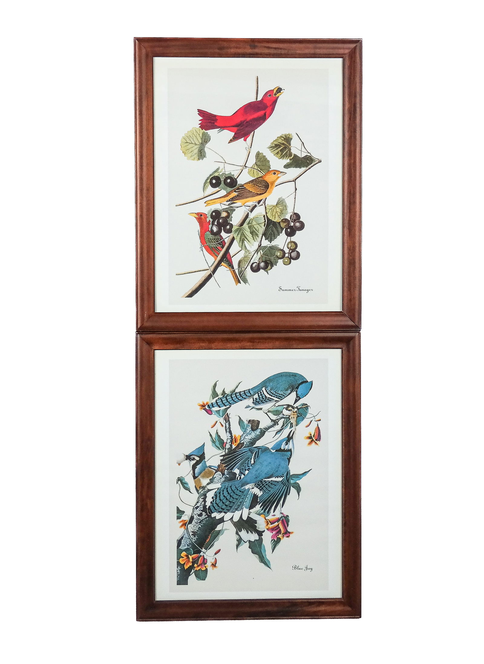 After John James AUDUBON: Two Bird Prints (1 of 15)