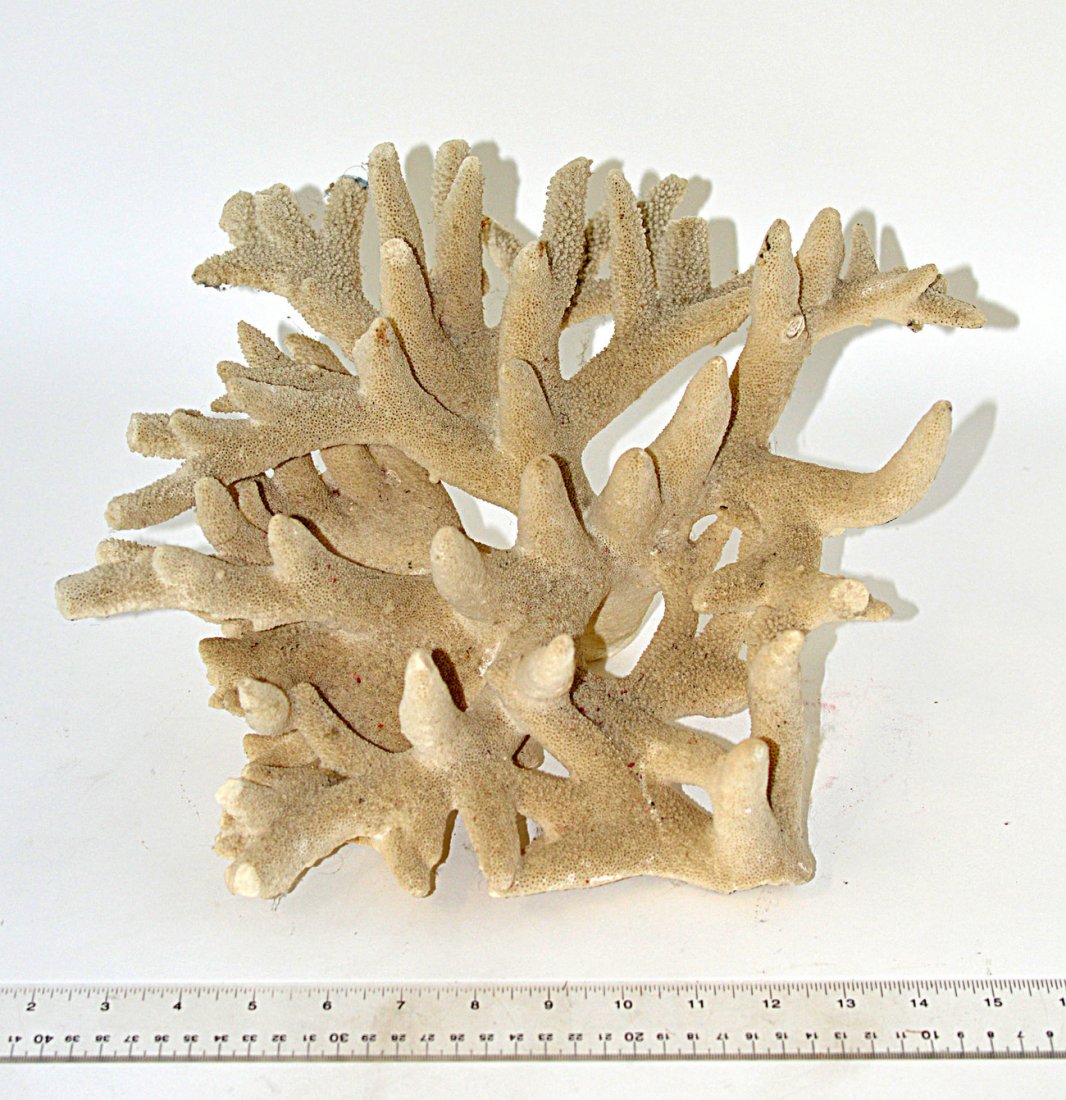 Large Natural Coral Specimen: Coral branch with multiple overlapping projections. Some chips and losses. 12 1/2" W x 13" D x 8 1/2" H.
