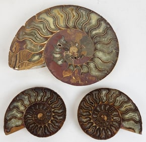 Three Ammonite Ornaments
