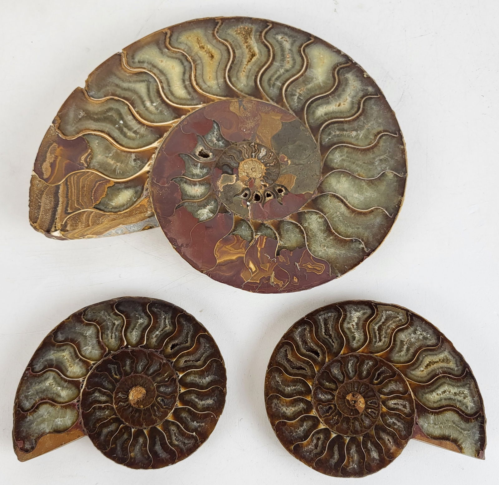 Three Ammonite Ornaments (1 of 14)