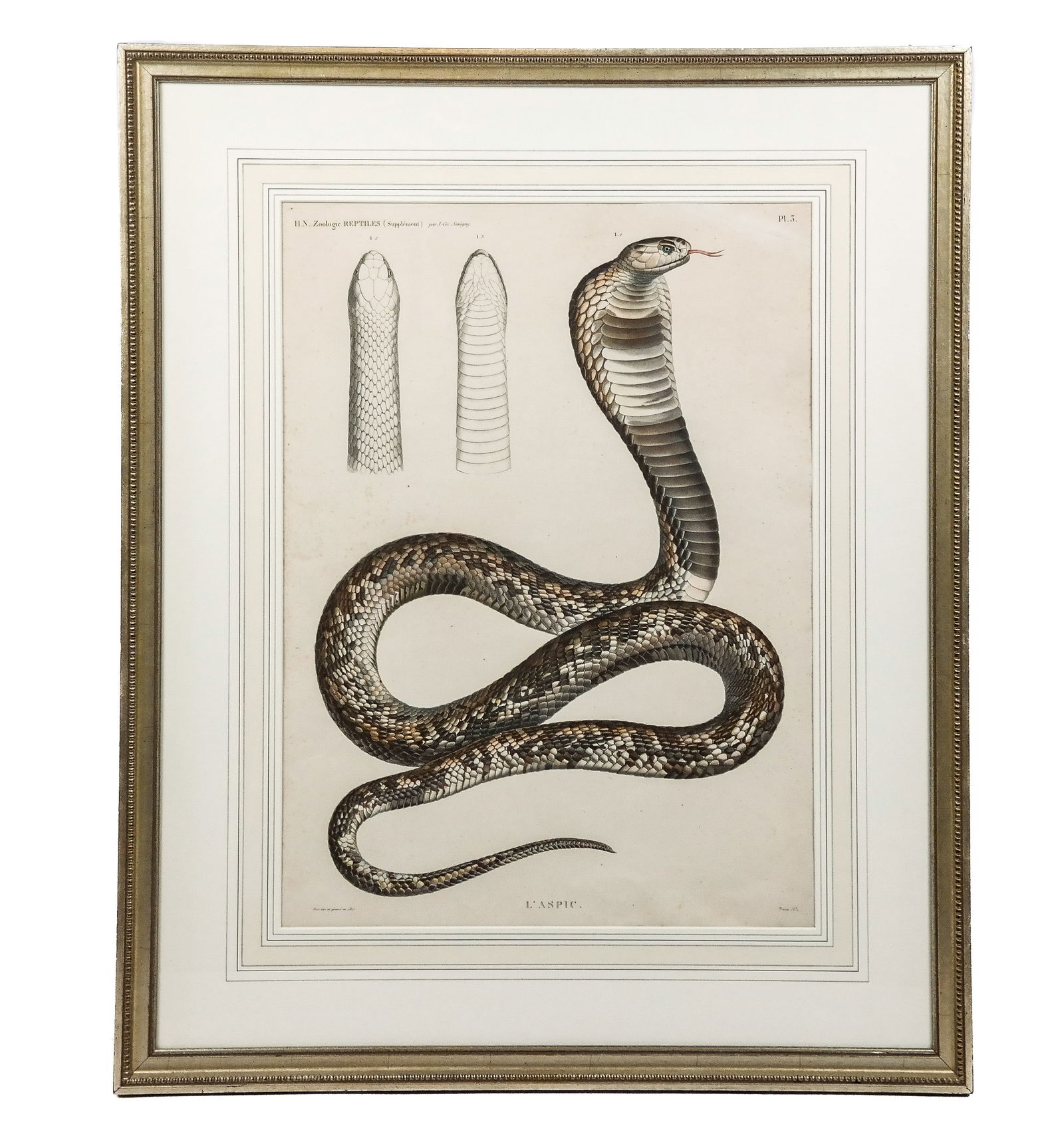 After TRESCA: "L'Aspic" - Engraving (1 of 10)