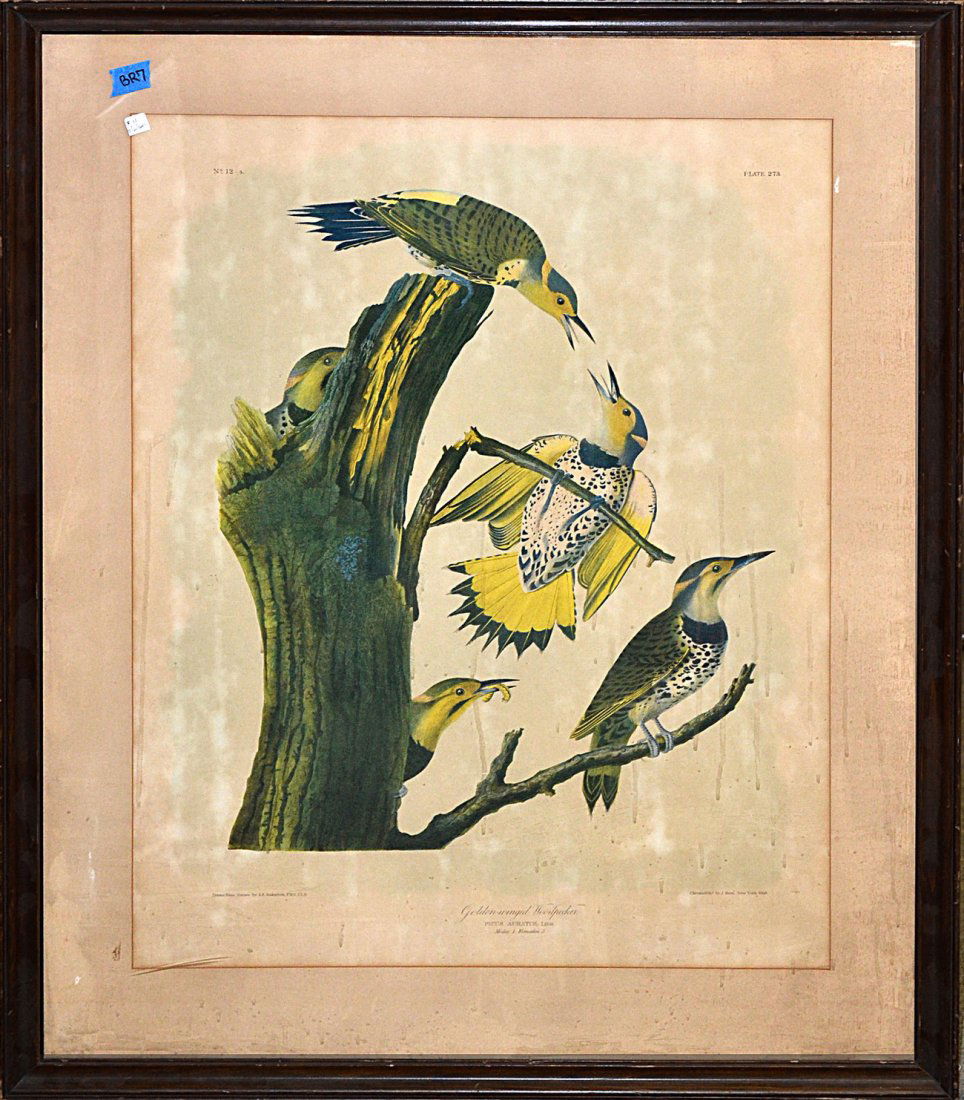 After J.J. Audubon Chromolithograph: Depicts five woodpeckers in different naturalistic poses. Uneven age-toning and matte burn. [Image: 25 1/4" x 19" (on larger sheet); Frame: 41 3/4" x 32 1/2"]