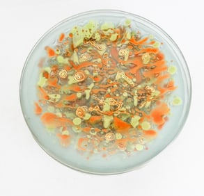 Frances & Michael Higgins MCM Glass plates, 19