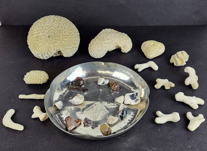 Group Of Coral