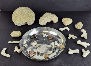 Group Of Coral