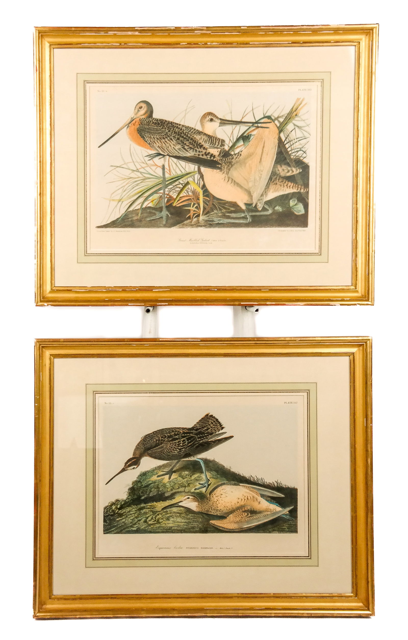 After J.J. AUDUBON: Pair of Ornithological Prints (1 of 16)