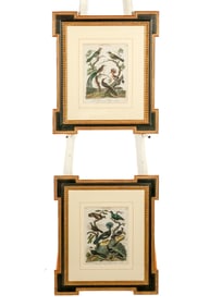 Pair of 19th C. Ornithological Engravings