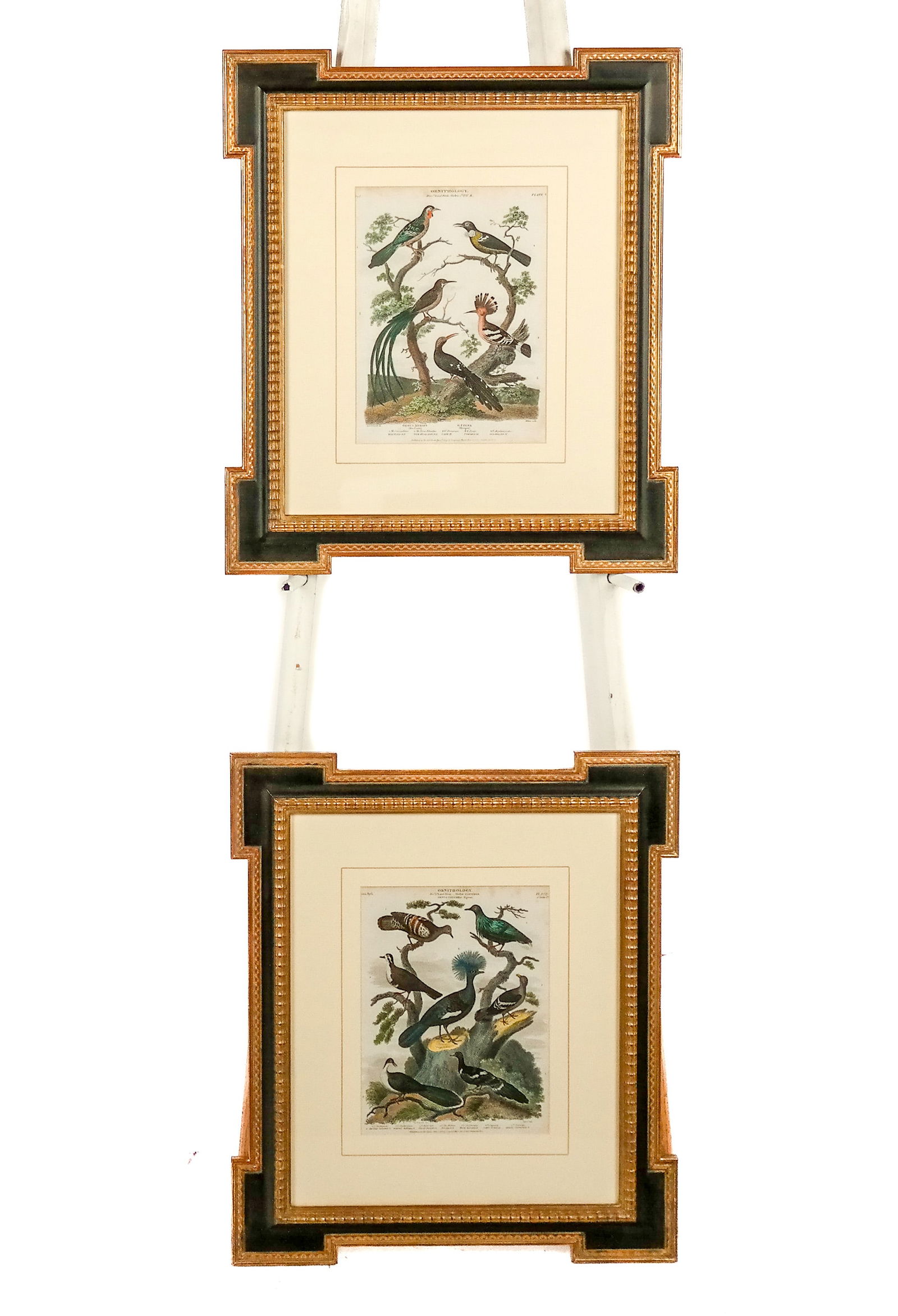 Pair of 19th C. Ornithological Engravings (1 of 18)