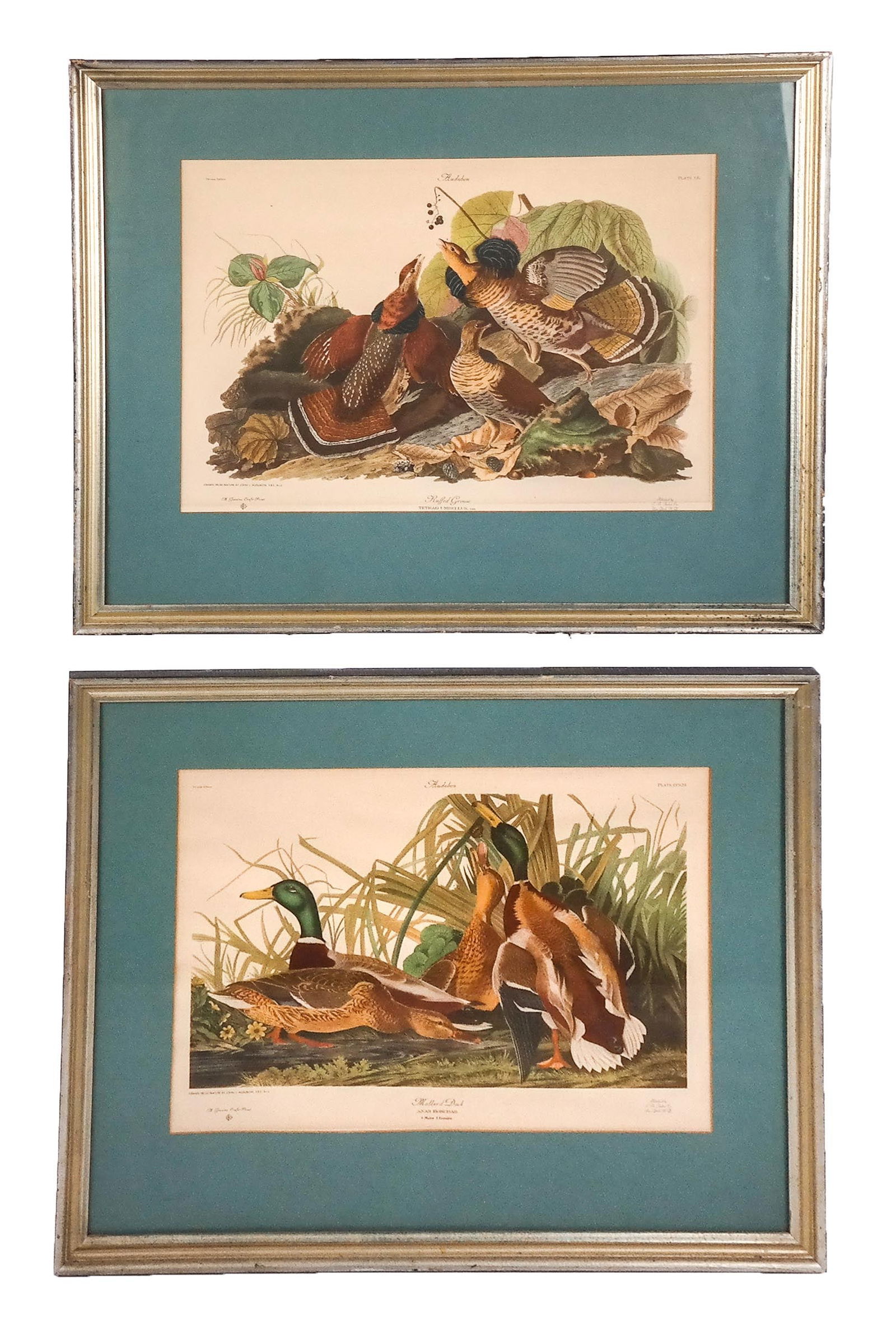 After John J. AUDUBON Vintage Pair of Prints (1 of 16)