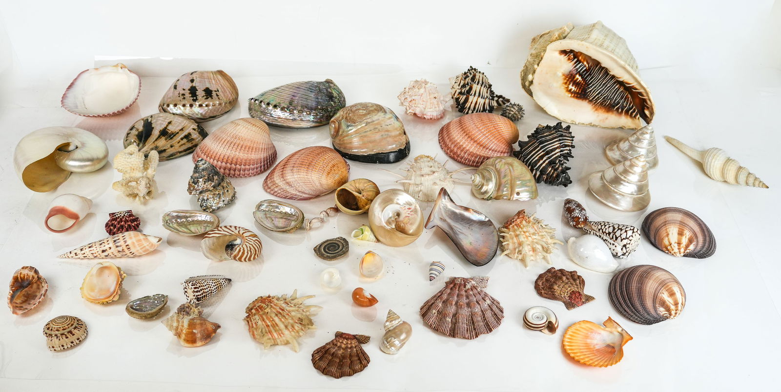 Large Group Seashells and Others: Large group of seashells including abalone, conch, clam, nautilus and others accompanied by red and white coral, a sea sponge, a shark tooth, and a pearlized top shell with a figural etched decoration