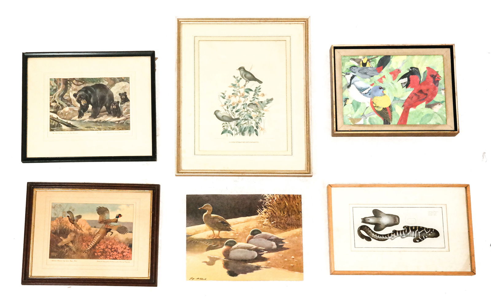 Collection of Antique Animal Prints (6) (1 of 12)