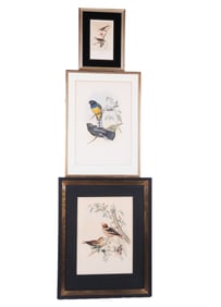 J.J. Audubon and Other Lithographs of Birds, 3