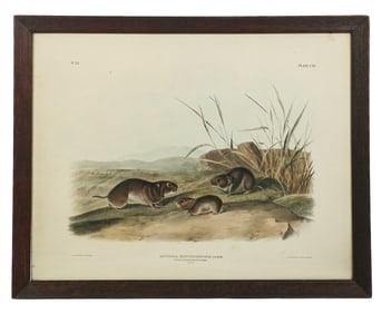 John James AUDUBON Lithograph