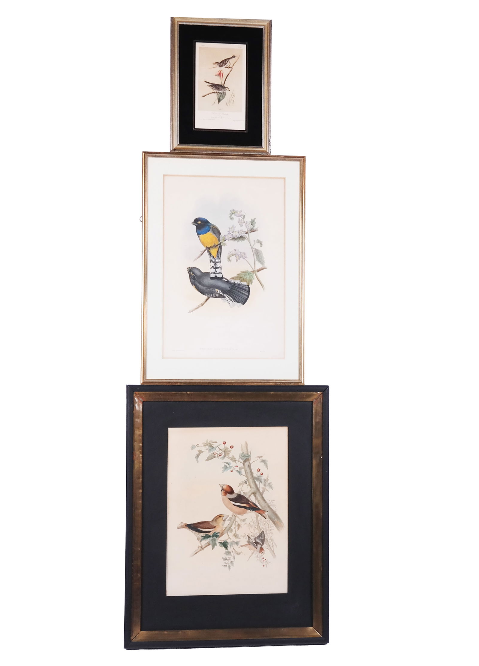 J.J. Audubon and Other Lithographs of Birds, 3 (1 of 19)