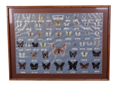 Framed Butterfly Collection