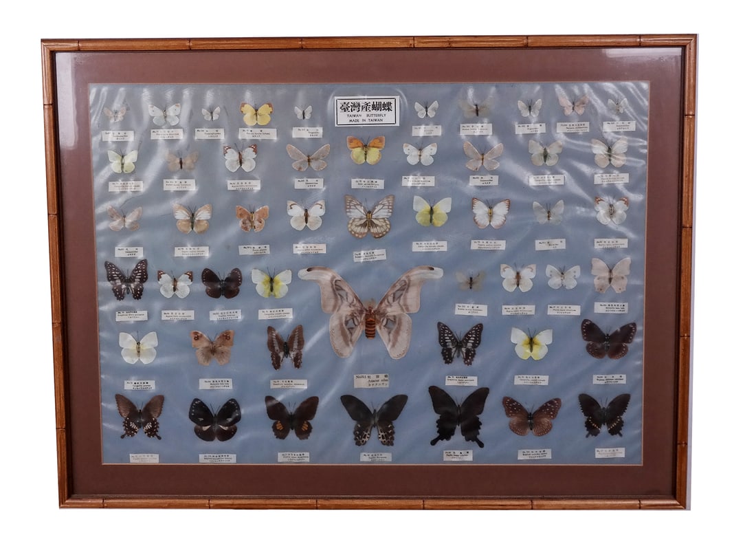 Framed Butterfly Collection (1 of 13)