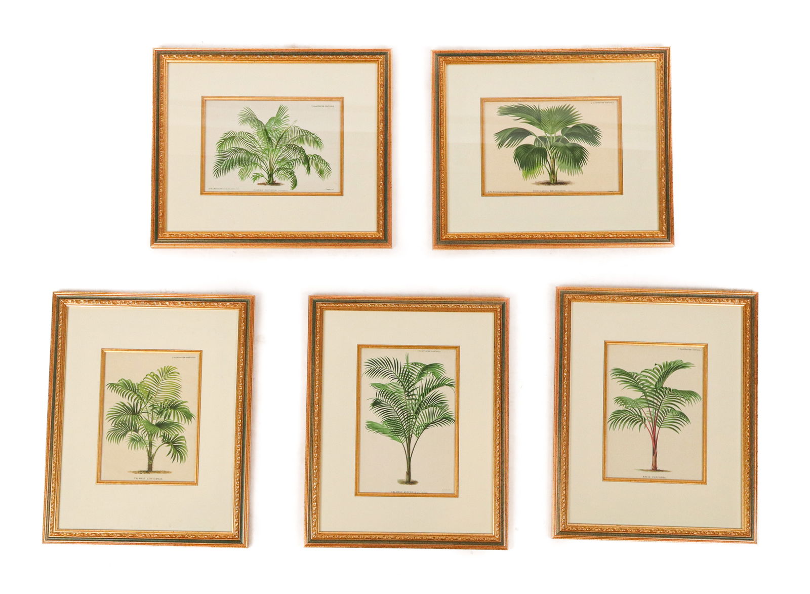 5 Botanical Prints from L'Illustration Horticole (1 of 13)