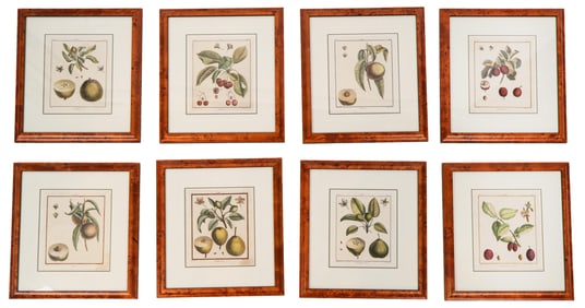 8 Botanical Prints, Traite des Arbres Fruitiers