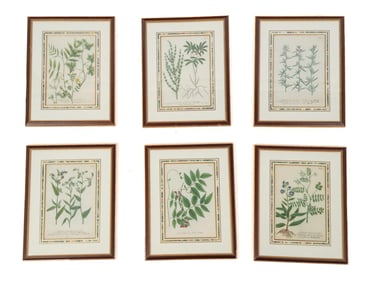 6 Botanical Prints, Phytanthoza Iconographia
