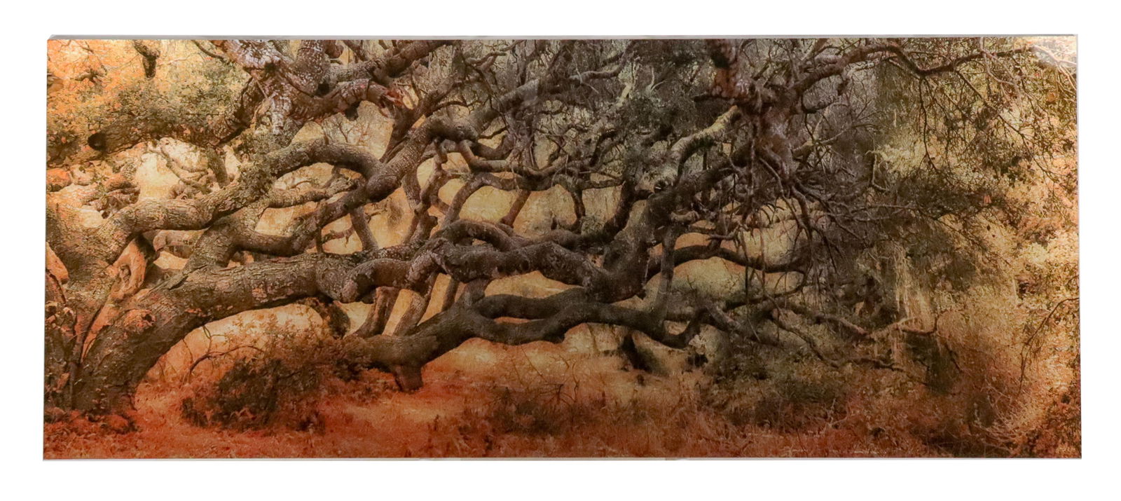 Jean-Claude LOUIS: Gnarled Oak - Print on Aluminum (1 of 8)