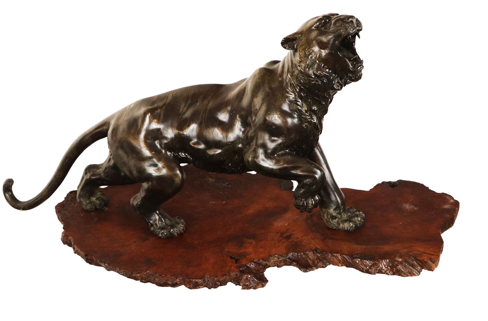 Large Signed Japanese Bronze Tiger: Large Signed Japanese Bronze Tiger, the very detailed Tiger with right paw rising and roaring in pose, signed under belly in seal form, standing on a burled wood free form base stand. [Tiger 18"H x 31